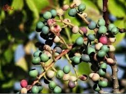 شیرینیهای ایلام هر سلیقهای را مجذوب خود میکند