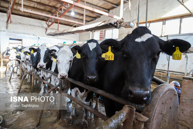 استقرار ۹۳ اکیپ ثابت و سیار برای نظارت بر مراکز عرضه فرآورده‌های خام دامی خراسان رضوی