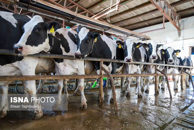 کاهش تورم در مرغداریها و گاوداریهای صنعتی کاهش تورم در مرغداریها و گاوداریهای صنعتی