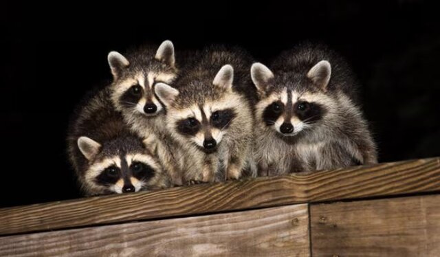 عکس: Getty Images راکونهای دردسرساز در توکیو