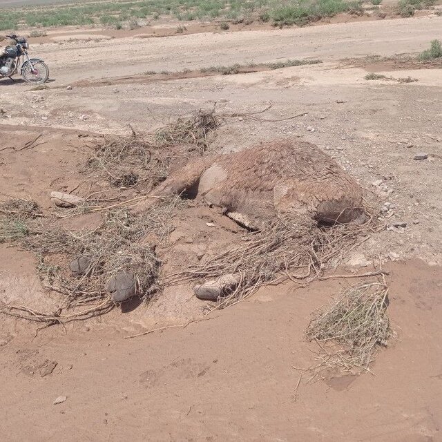 سیل به پناهگاه حیات وحش میاندشت آسیب زد