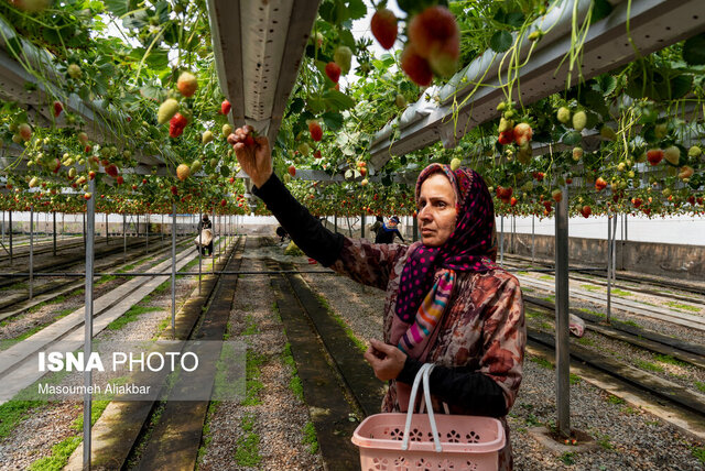 زمین برای توسعه کشت گلخانه‌ای در استان سمنان تامین می‌شود