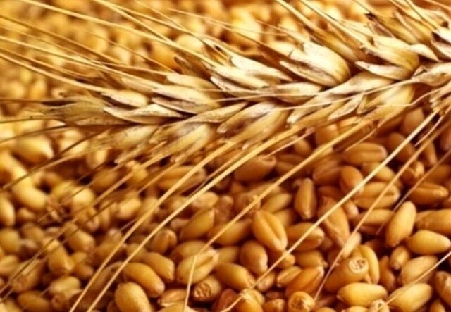 معرفی ۴ رقمجدید بذر گندم مقاوم به زنگ زرد در خراسان شمالی معرفی ۴ رقمجدید بذر گندم مقاوم به زنگ زرد در خراسان شمالی
