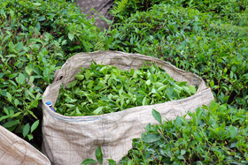 عایدات واردات چای به رونق تولید و توسعه صنعت چای کمک کند