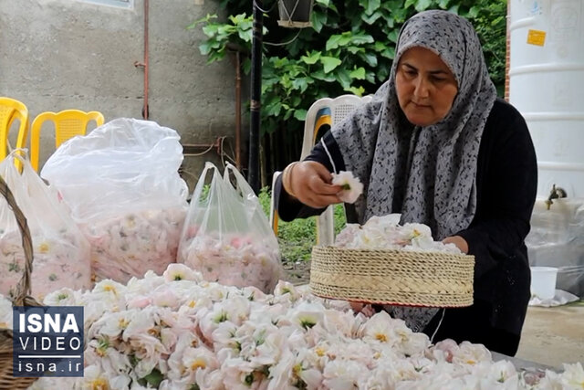 ویدئو/شفت صنفی گلابگیری; آیین سنتی با عطر بهار ویدئو/شفت صنفی گلابگیری; آیین سنتی با عطر بهار