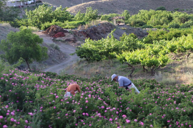 برگزای جشنواره گلابگیری در روستای قلعه عبداله‌خان گرمدره