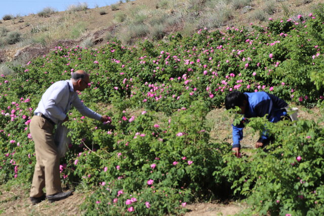 برگزای جشنواره گلابگیری در روستای قلعه عبداله‌خان گرمدره