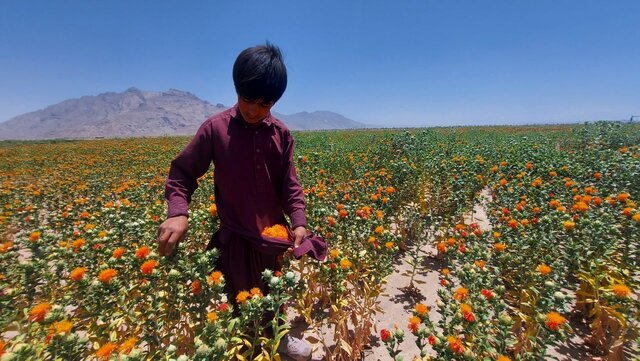 روند برداشت گیاه گلرنگ در مزارع کشاورزی شهرستان تفتان آغاز می شود روند برداشت گیاه گلرنگ در مزارع کشاورزی شهرستان تفتان آغاز می شود