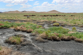 هم اکنون عدهای از دامداران اقدام به چرای دام در مجاورت تصفیه خانه میکنند و دامها علفی را میخورند که نتیجه آبیاری با فاضلاب صنعتی است