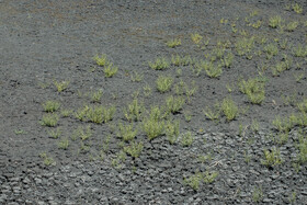 از سالیان گذشته حجم زیادی از فاضلاب صنعتی به اراضی کشاورزی این منطقه رهاسازی شده و موجب مسمومیت خاک شده است