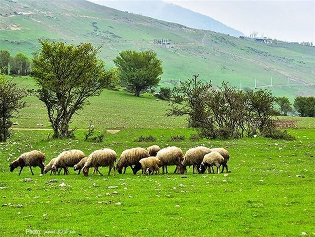 آذربایجانغربی ۲.۷ میلیون هکتار مرتع دارد آذربایجانغربی ۲.۷ میلیون هکتار مرتع دارد