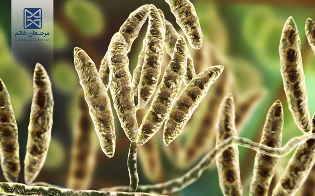 اندازه گیری فومونیزین در غذای انسان و دام توسط آزمایشگاه مرجعان خاتم