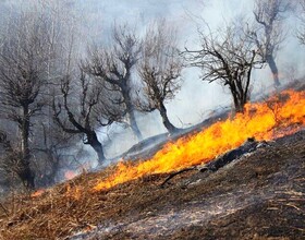 آتش‌سوزی در منطقه قالبی و حیات‌الغیب به‌دلیل عامل انسانی بوده است