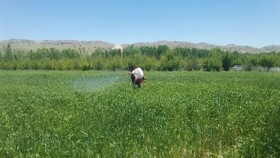 آغاز مبارزه شیمیایی با بیماری زنگ زرد گندم در بویراحمد