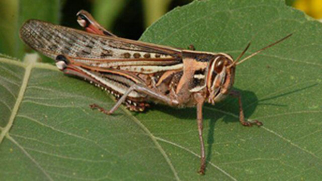 عکس تزیینی است دانشبنیانهای کرمانشاه به کمک کنترل آفت «ملخ» میآیند