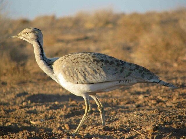 قاچاقچیان عروس دشتهای ایران در خواف مجازات شدند