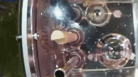 شنای گورخرماهی‌ها در فضا را تماشا کنید