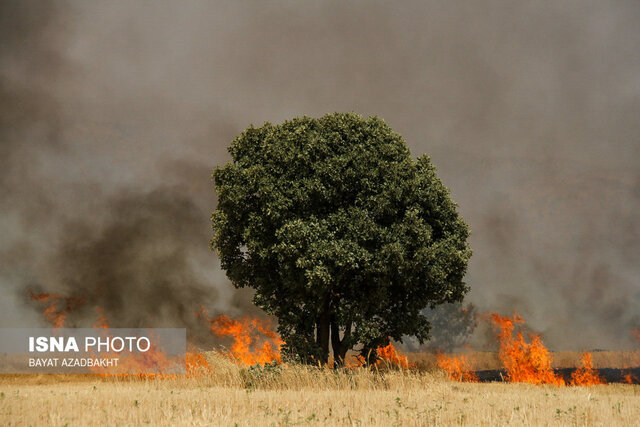 عکس تزئینی ست اختلاف شخصی، عامل آتشسوزی خرمنهای گندم در شاهرود اعلام شد
