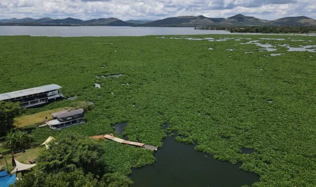 آیا نانو حبابها میتوانند «کاهوی آبی» رودخانه وال را شکست دهند؟