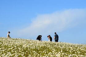 بابونه های جنگل فندقلو - استان اردبیل