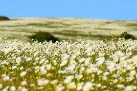 بابونه های جنگل فندقلو - استان اردبیل