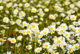 بابونه های جنگل فندقلو - استان اردبیل