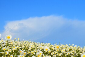 بابونه های جنگل فندقلو - استان اردبیل