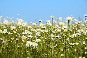 بابونه های جنگل فندقلو - استان اردبیل