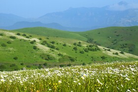 بابونه های جنگل فندقلو - استان اردبیل