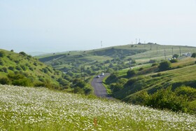 بابونه های جنگل فندقلو - استان اردبیل