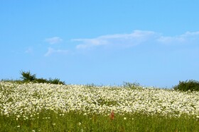 بابونه های جنگل فندقلو - استان اردبیل