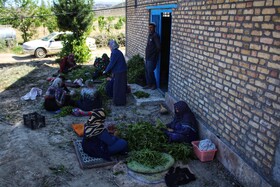 آغاز برداشت پیله کرم  ابریشم در روستای کلاته ابریشم شهرستان رازوجرگلان -  استان خراسان شمالی