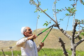آغاز برداشت پیله کرم  ابریشم در روستای کلاته ابریشم شهرستان رازوجرگلان -  استان خراسان شمالی