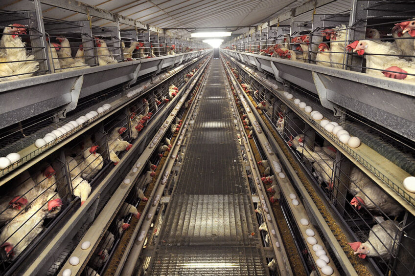 راهکار دامپزشکان برای افزایش راندمان مرغهای تخمگذار