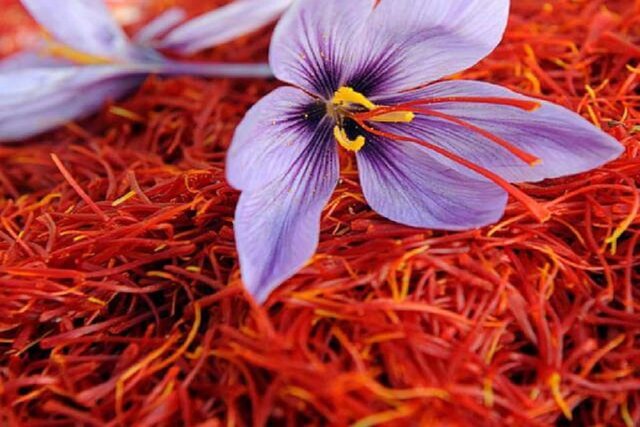 طرح شناسنامهدار شدن زعفران به کجا رسید؟/ رشد تولید و صادرات در ۴ دهه گذشته طرح شناسنامهدار شدن زعفران به کجا رسید؟/ رشد تولید و صادرات در ۴ دهه گذشته