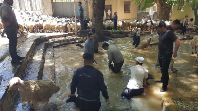 آئین سنتی گوسفندشوران در انجدان برگزار شد