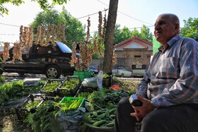 جشنواره آلوچه در گوراب زرمیخ از توابع صومعه سرا - استان گیلان