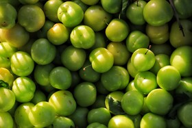 جشنواره آلوچه در گوراب زرمیخ از توابع صومعه سرا - استان گیلان