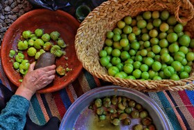 جشنواره آلوچه در گوراب زرمیخ از توابع صومعه سرا - استان گیلان