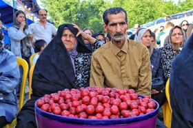جشنواره آلوچه در گوراب زرمیخ از توابع صومعه سرا - استان گیلان