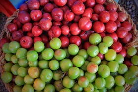 جشنواره آلوچه در گوراب زرمیخ برگزار شد + ویدیو