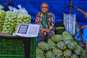 جشنواره آلوچه در گوراب زرمیخ از توابع صومعه سرا - استان گیلان