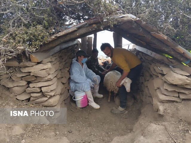 اردوی جهادی دامپزشکی در گیلان برگزار شد