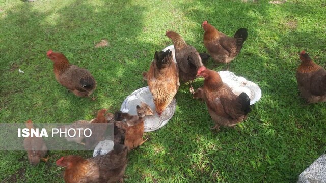 اردوی جهادی دامپزشکی در گیلان برگزار شد