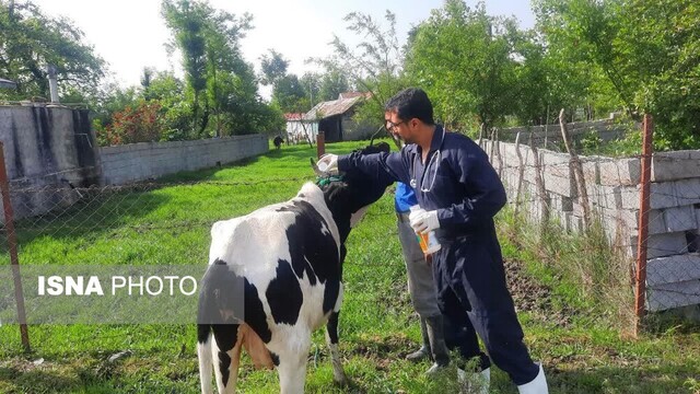 اردوی جهادی دامپزشکی در گیلان برگزار شد