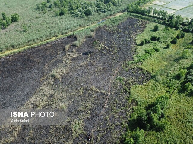 آتش در تالاب انزلی خاموش شد + تصاویر