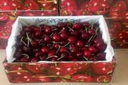 صادرات گیلاس از خراسان شمالی به روسیه