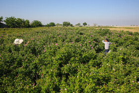 روستای فرُخد؛ مهد گل محمدی خراسان