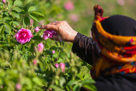 روستای فرُخد؛ مهد گل محمدی خراسان