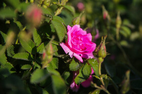 روستای فرُخد؛ مهد گل محمدی خراسان